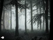 Mysterious Foggy Forest Escape