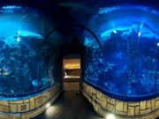 Escape From Sea Aquarium