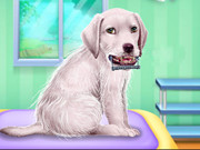 Labrador At The Doctor Salon