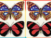 Differences Butterflies